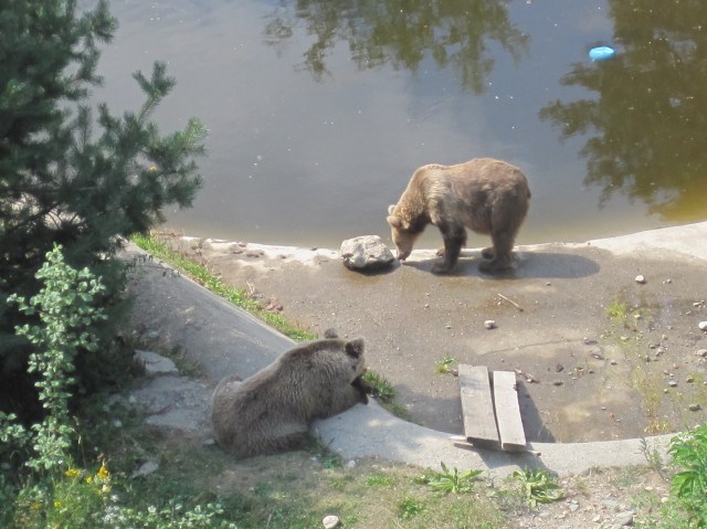 At the Dancing Bears Rescue Park, Belitsa
