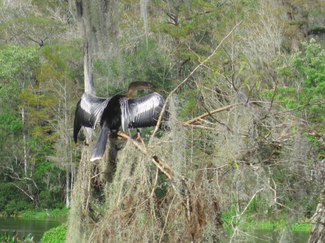 Anhinga at Wakulla Springs