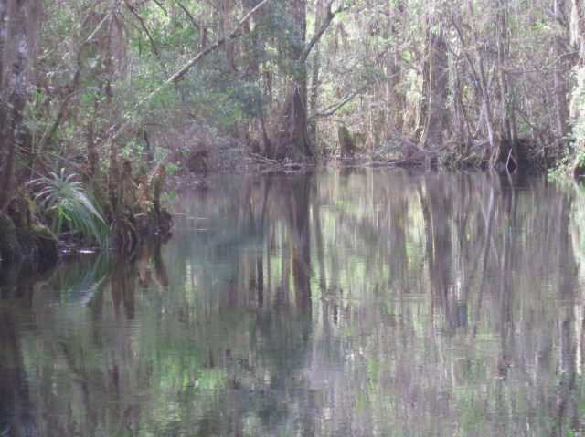 Reflection in the water at Wakulla Springs