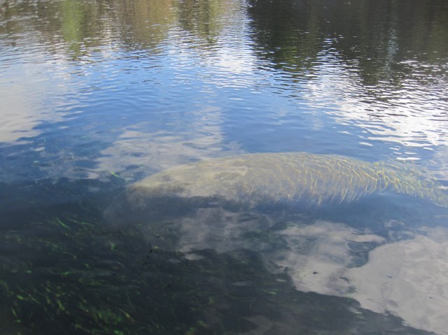 Manatee at Wakulla Springs 