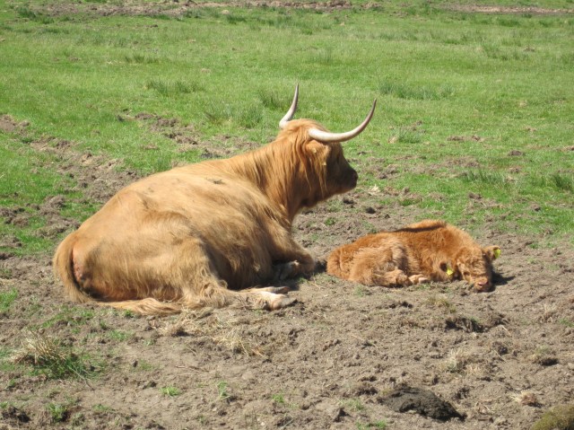 There were plenty of these around 