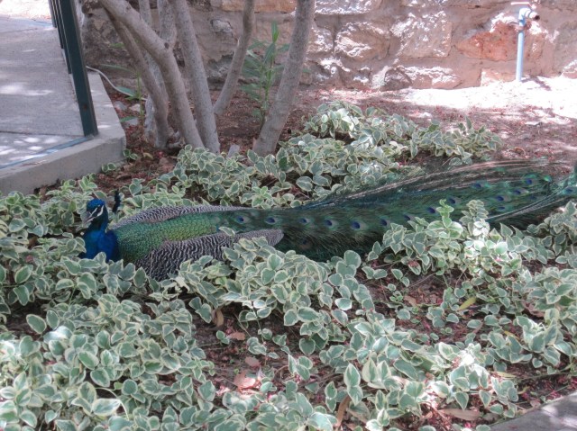 Modern inhabitant of Bodrum Castle