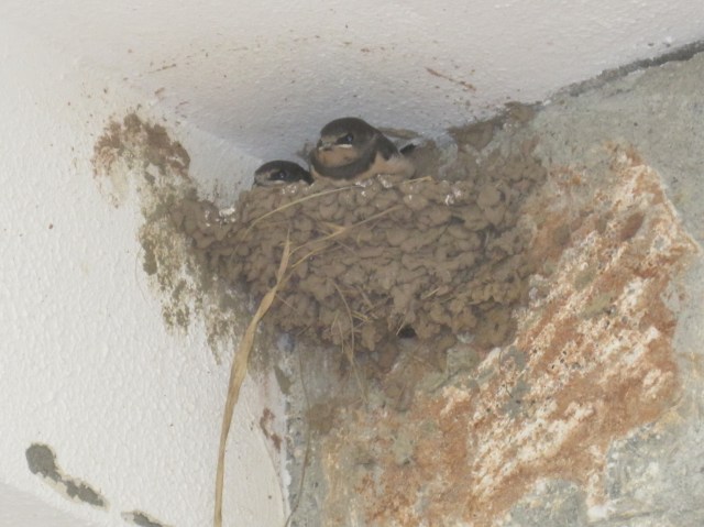 Two more residents of HPB Physkos