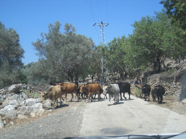 Hold up on the road on the Bozburun peninsula 