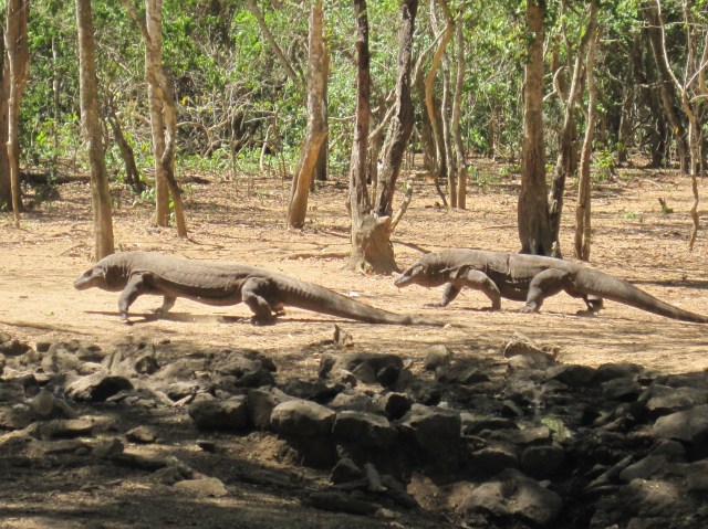 Two Komodo dragons
