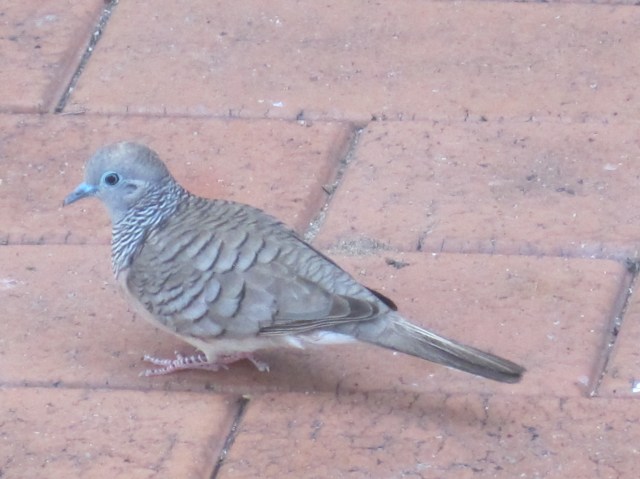 Feathered resident at our Cairns guest house