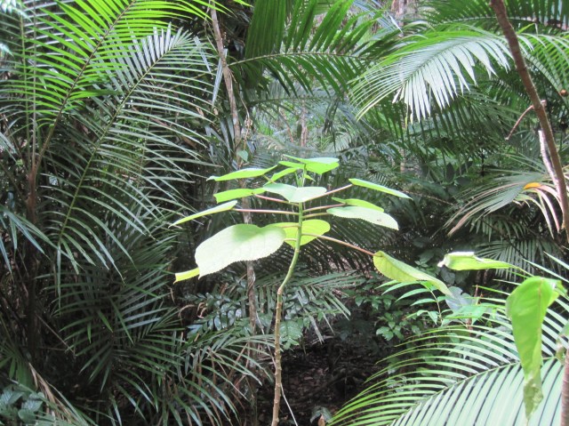 Stinging Tree - don't touch 