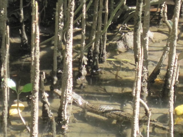 The largest croc we saw in the wild - on the Daintree river