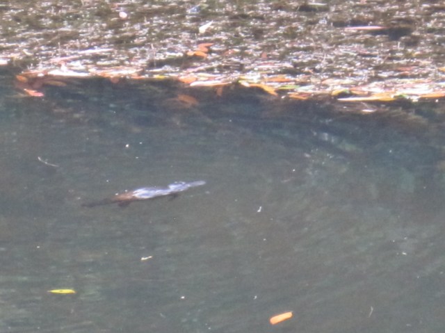 Platypus at Broken River