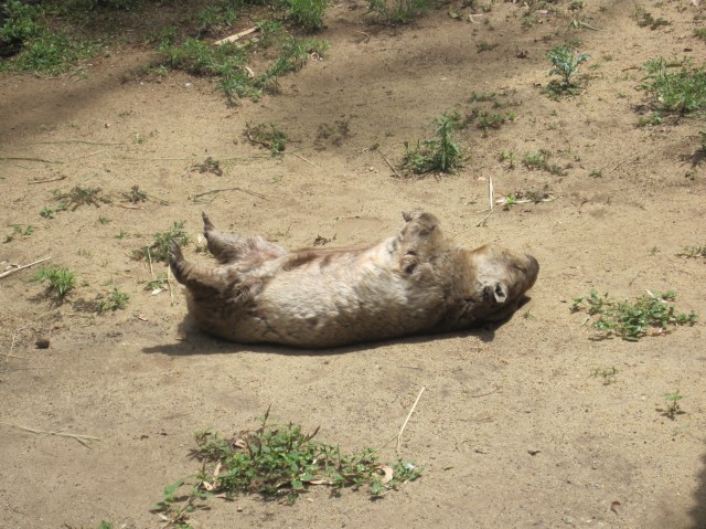 Wombat at Rockhampton Zoo
