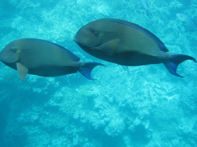 From the viewing area - Agincourt Reef