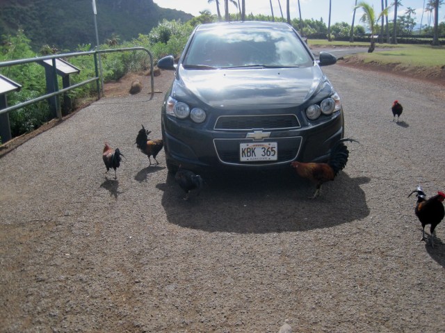 Car park visitors, Kauai