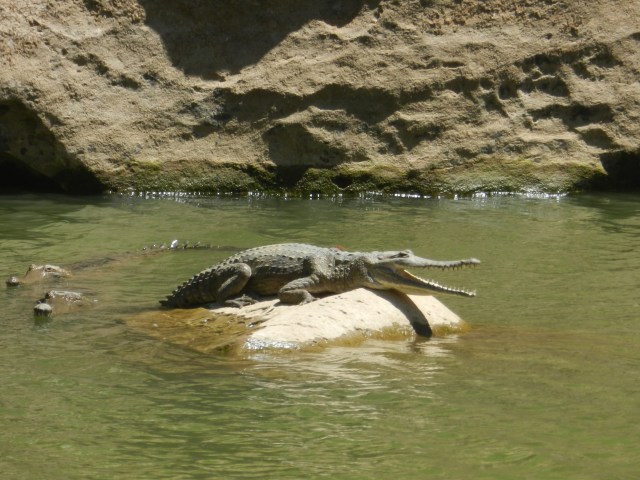 Freshwater crocodile in Windjana Gorge