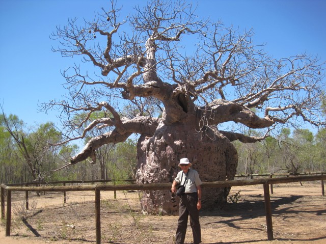 The prison tree at Derby