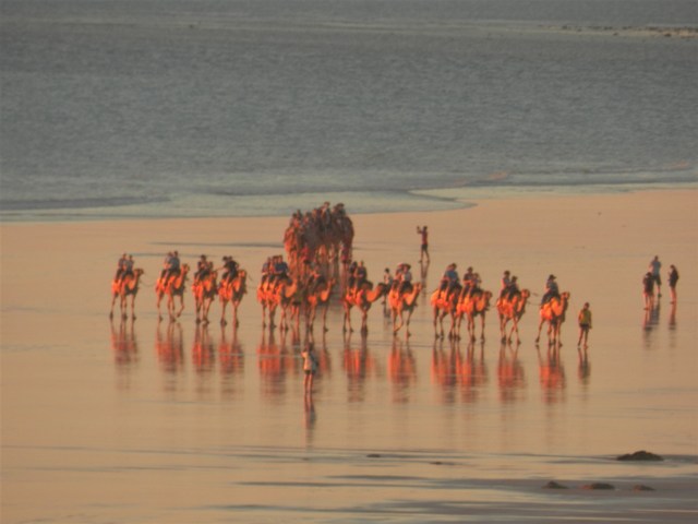 Camels on Cable Beach, Broome