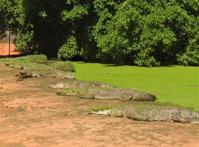 Crocodiles at the Crocodile Park, Broome
