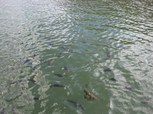 Archer fish in Chamberlain Gorge