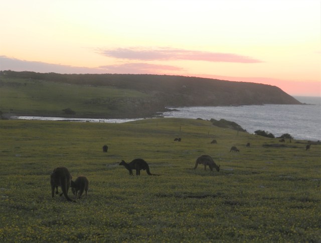 Outside our cottage at Waves and Wildlife