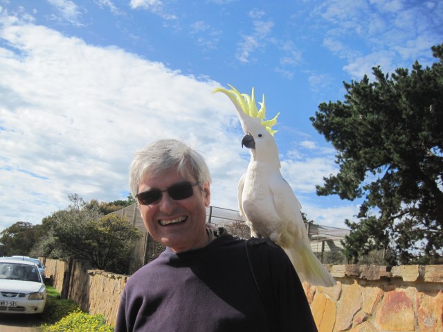 Cockatoo at Paul's Place