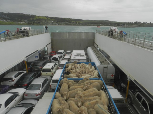 Sheep bus on the Kangaroo Island ferry