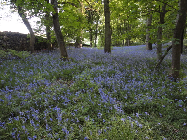 Bluebells in Bolton Woods