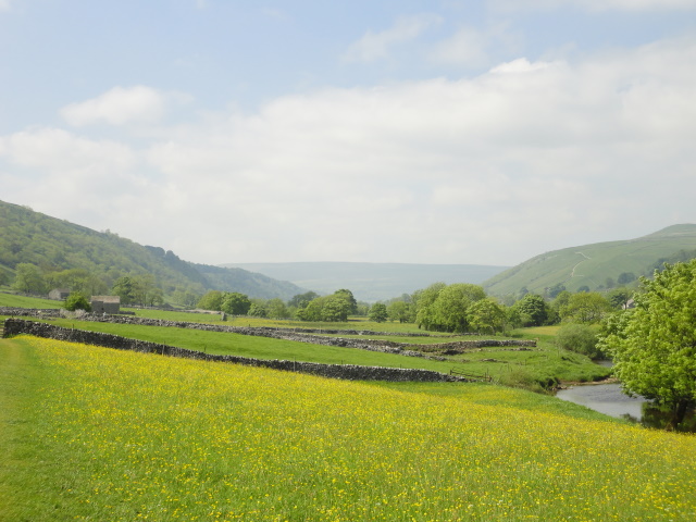 Buttercups near Kettlewell
