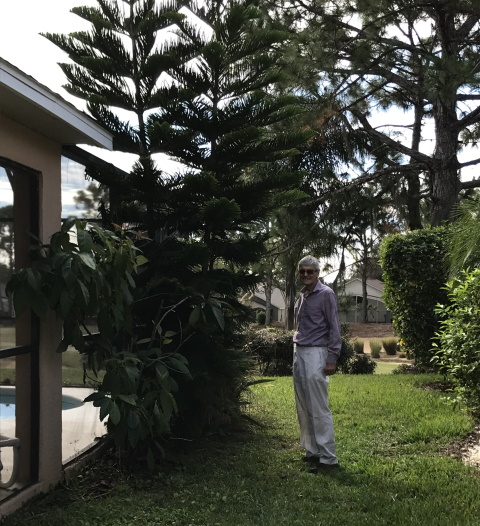 Norfolk Island pine - from 8 inches 12 years ago