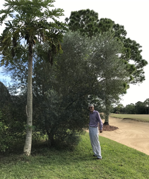 papaya and olive trees
