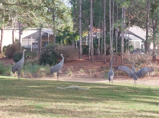 Standoff: Sandhill cranes on Southern Dunes