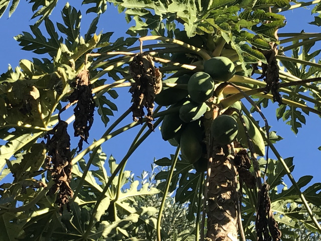 Papayas on our tree