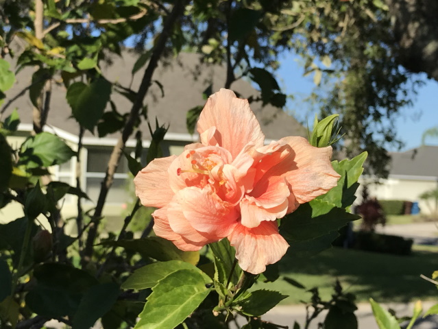 Hibiscus flower, Florida Breeze Villa