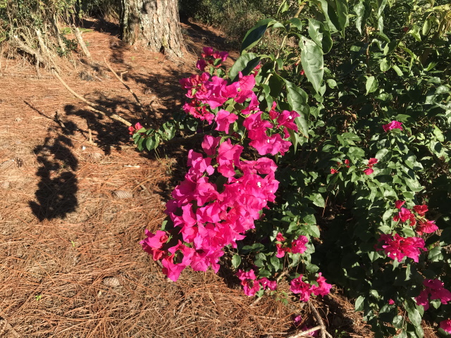 Bougainvillea on golf course