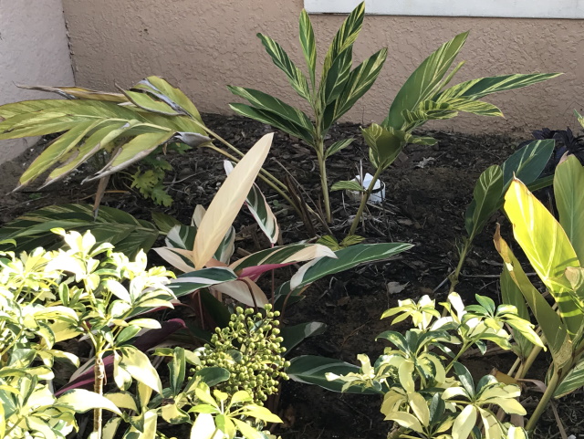 Ginger plants and trinettes