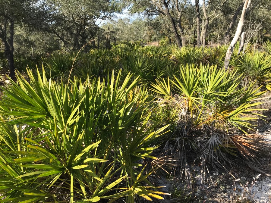 Vegetation at Catfish Creek