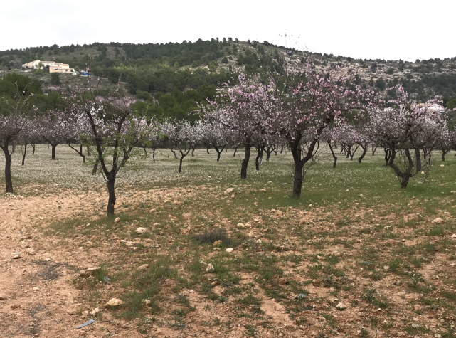 Almond blossom near El Berro