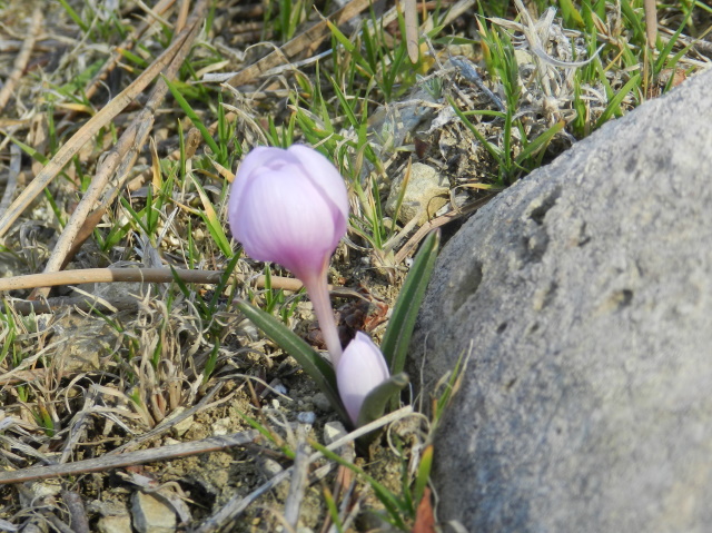 Colchicum near the pozos