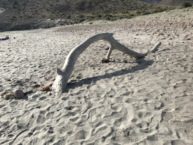 On Half Moon Beach