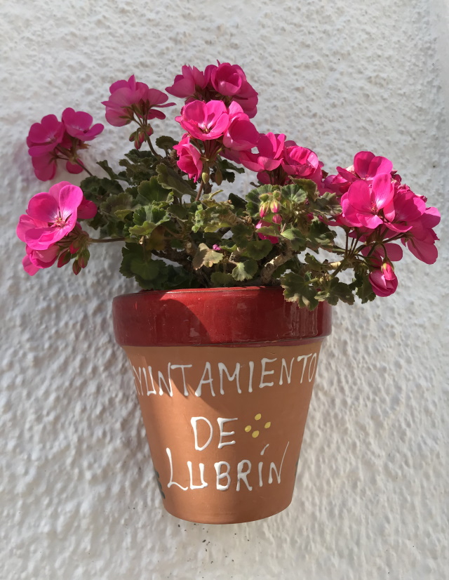 Geranium in Lubrin