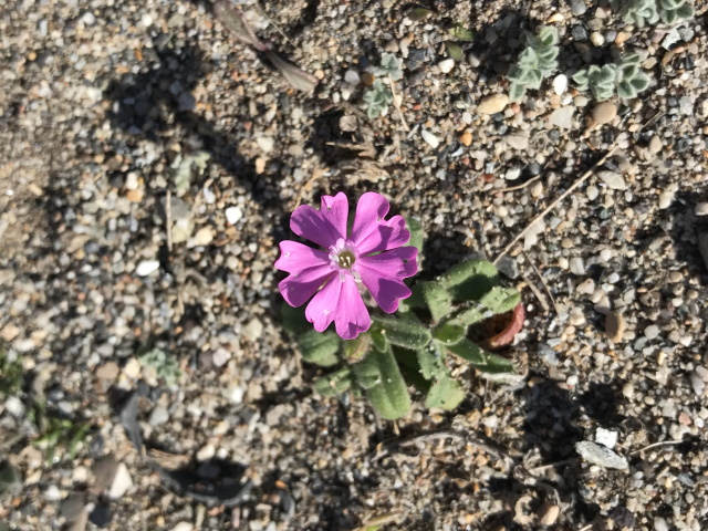 Campion near Torre del Piriculo