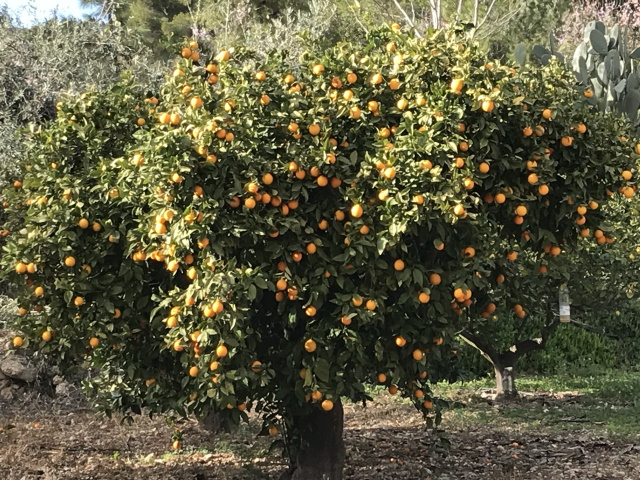 Orange tree near Gebas