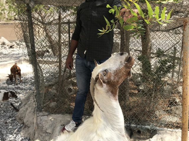 Goat feeding at Wadi Tawi