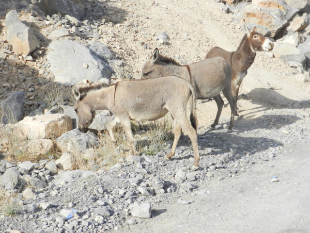 Donkeys near the fields