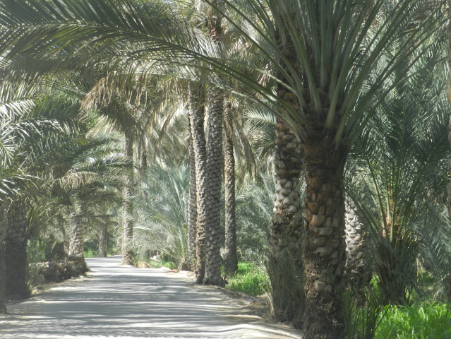 Road in plantation, Birkat al Mouz