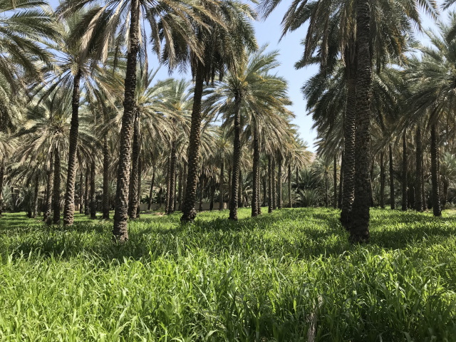 Date plantation, Birkat al Mouz