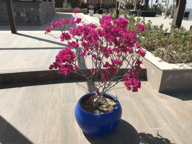 Bougainvillea, Sahab Resort