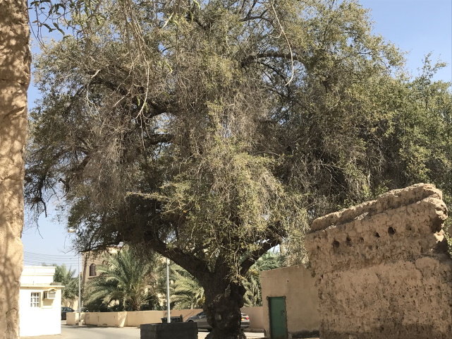 Tree in old village