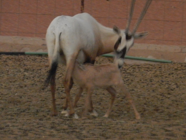 Mother and baby Arabian oryx
