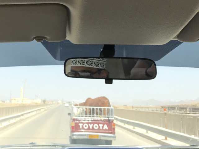 Camel in a pickup truck