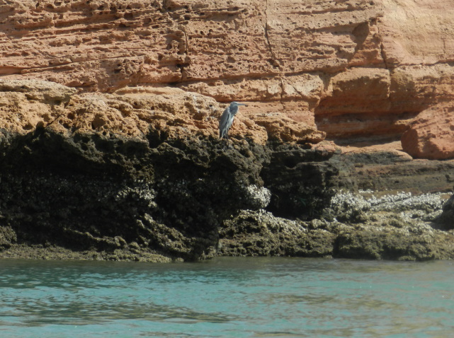 Heron and colour contrasts, Sur