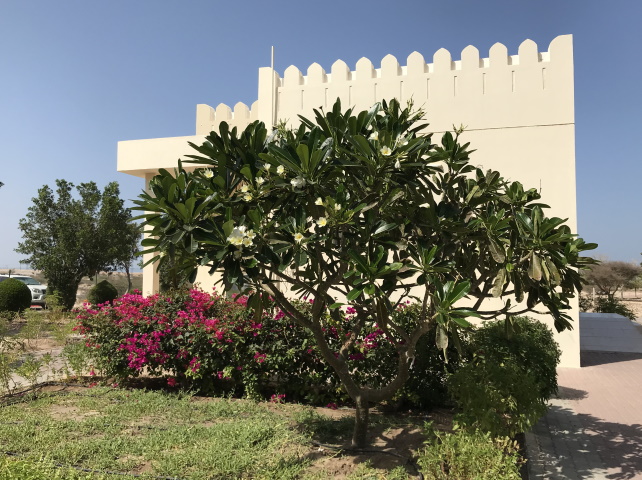 Garden at Bimmah sinkhole